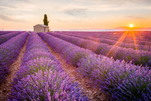 Top 5 Best Instagram-Worthy Flower Fields in the World Image