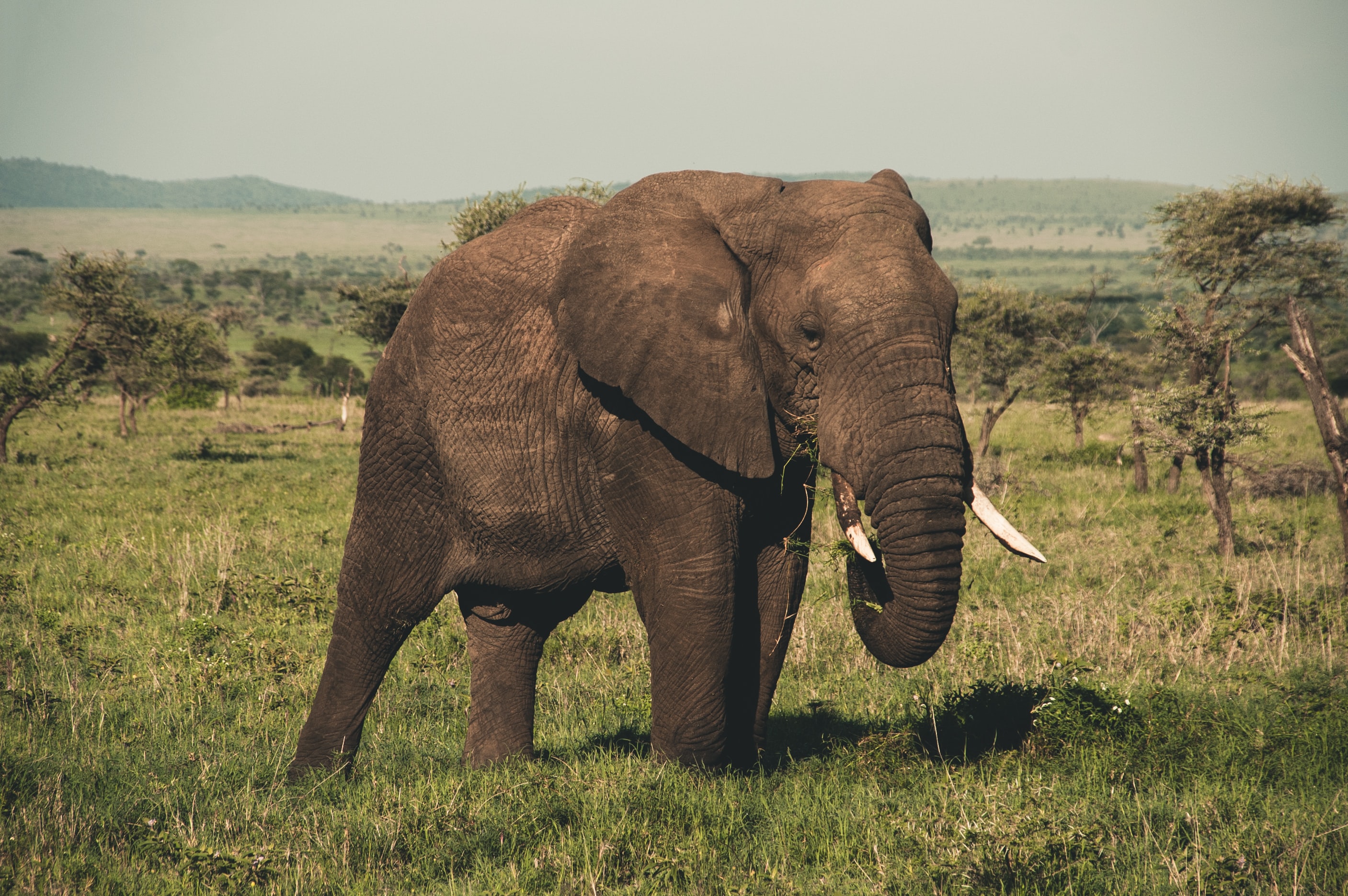 It's World Wildlife Day - 5 Endangered Animals in Malaysia You Should Know Banner Image