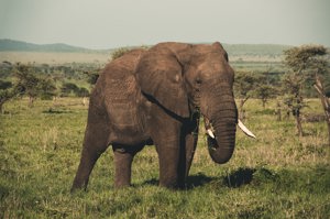 It's World Wildlife Day - 5 Endangered Animals in Malaysia You Should Know Image
