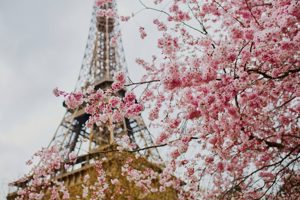 Best Cherry Blossoms Destinations Around The World Image