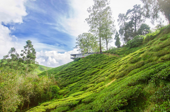 5D4N Highlands & Rainforests Discovery Image