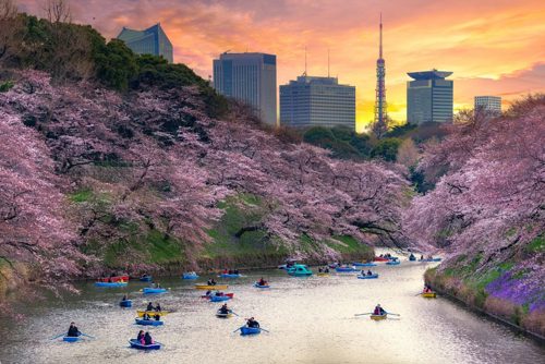 Best Cherry Blossoms Destinations Around The World