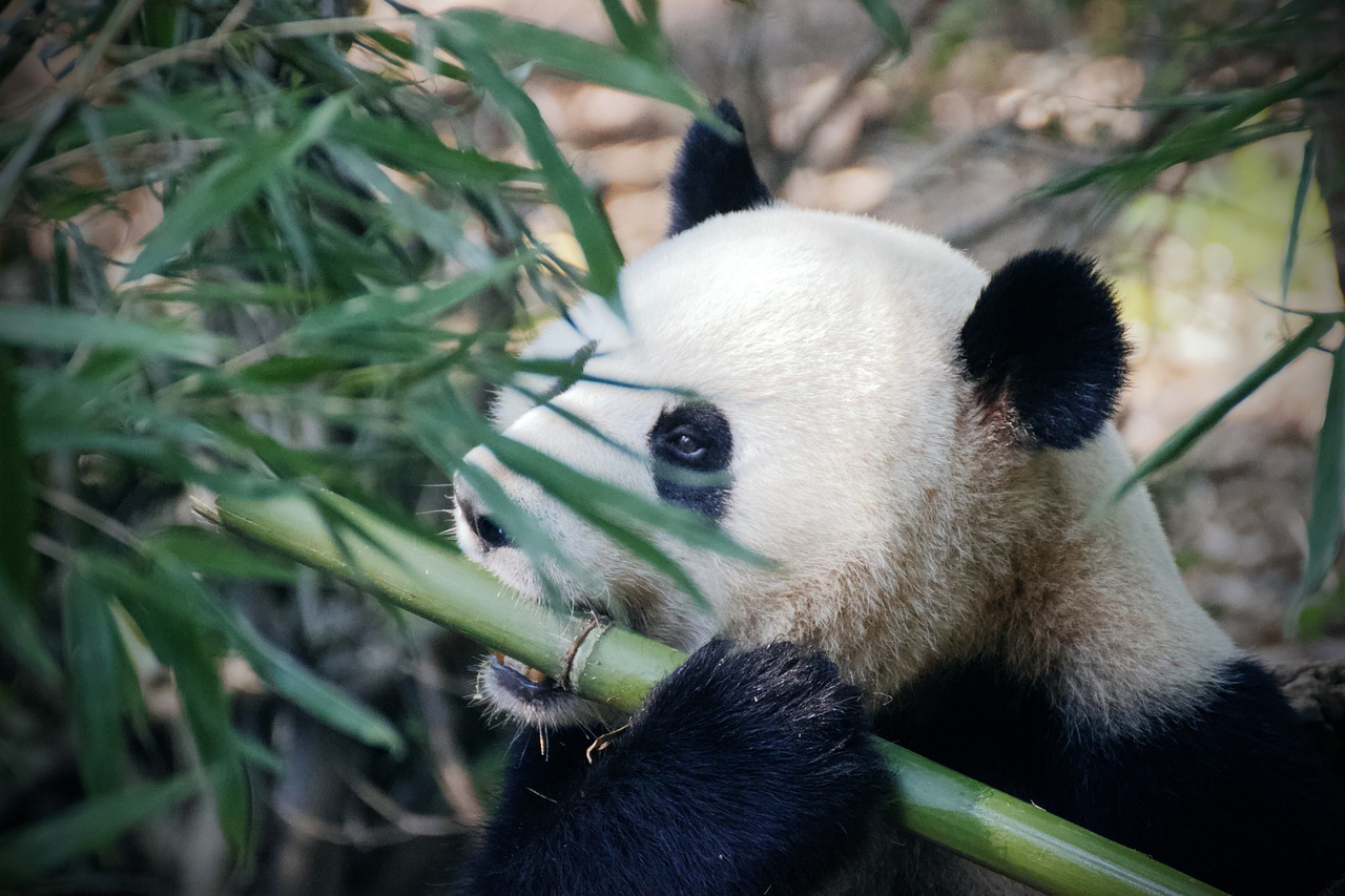 3D2N Chengdu Tour Image