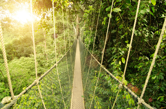 4D3N Taman Negara: A World of Nature Image