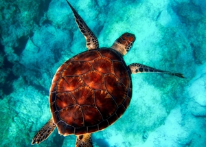 Perhentian Island: A Perfect Getaway Awaits Image