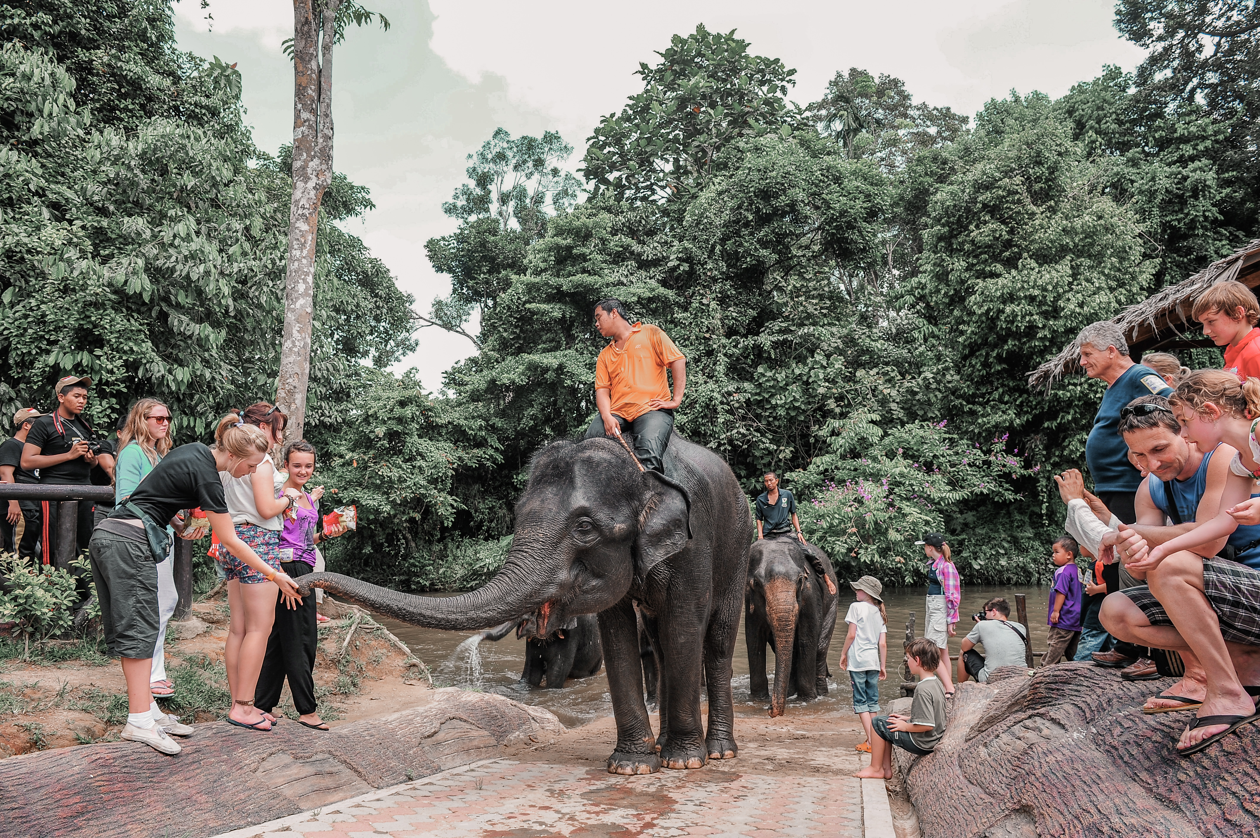 Gentle Giants: Up Close With Elephants Image