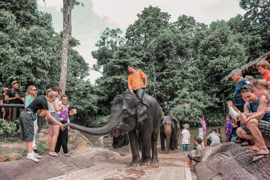 Gentle Giants: Up Close With Elephants Image